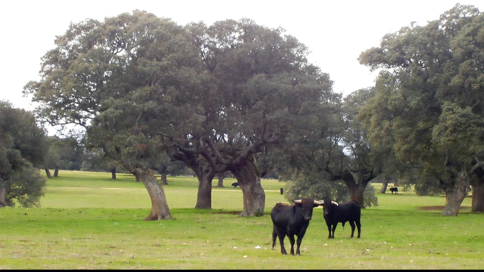 La ganadería brava y su impacto en la economía rural