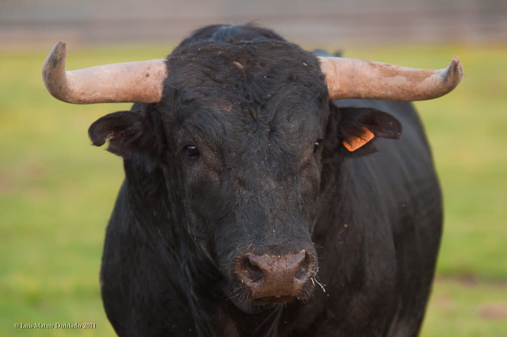 La ganadería brava y su impacto en la biodiversidad