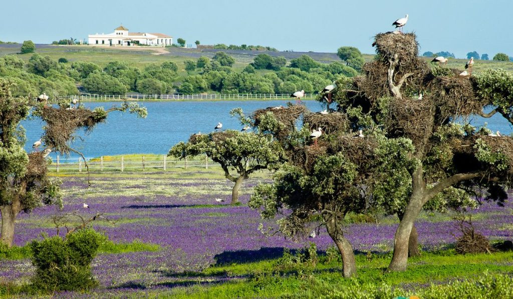 Morante de la Puebla y la naturaleza: cuando el paisaje también deja huella en el toreo
