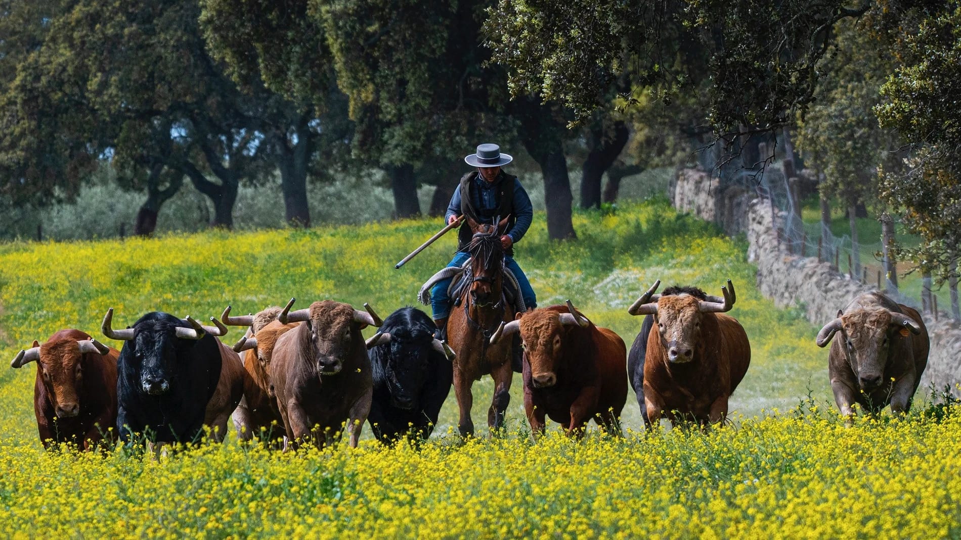 Qué es el toro bravo: origen, crianza y esencia de una raza única