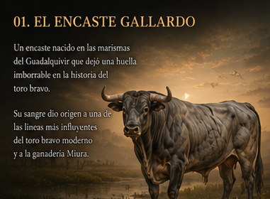 Guía de encastes del toro bravo | Morantier’s| Encastes fundacionales