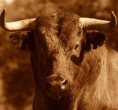 El Toro Bravo en la Dehesa